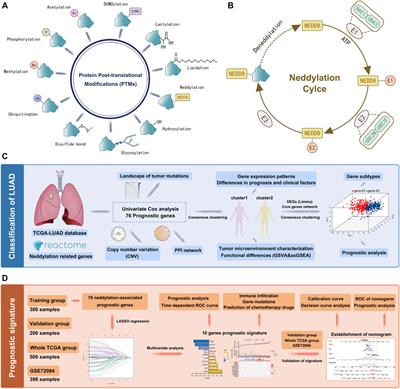 Neddylation pattern indicates tumor microenvironment characterization and predicts prognosis in lung adenocarcinoma